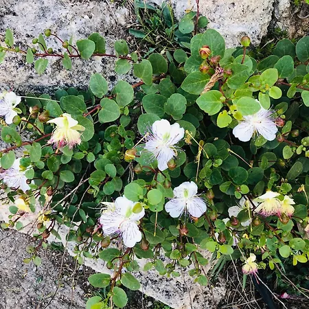 Feriehus Tenuta La Puntara Caltanissetta