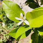 Tenuta La Puntara * Кальтаниссетта