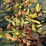 Дом отдыха Tenuta La Puntara Кальтаниссетта