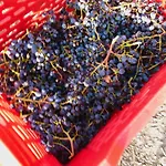 Tenuta La Puntara *