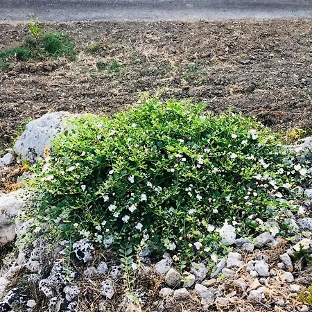 Tenuta La Puntara Holiday home Caltanissetta