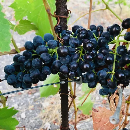 Tenuta La Puntara Дом отдыха Кальтаниссетта