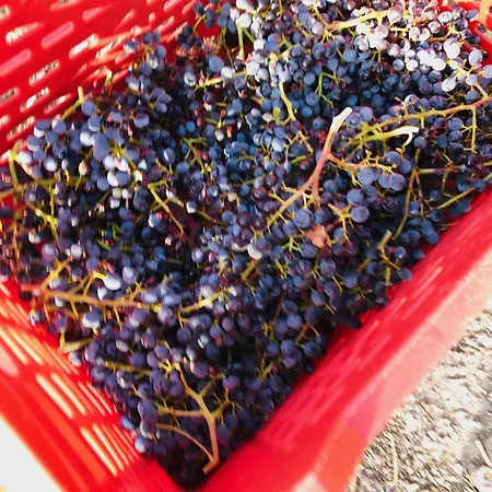 Tenuta La Puntara *